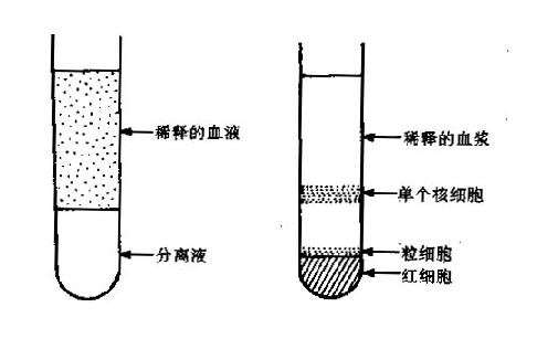 学习Ficoll密度梯度离心法技能