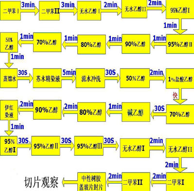 HE染色石蜡切片的制作