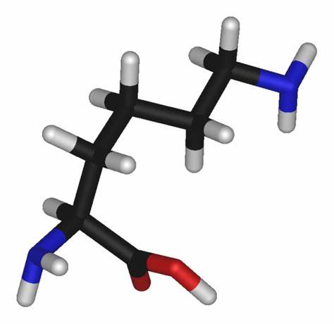 L-赖氨酸的6大好处