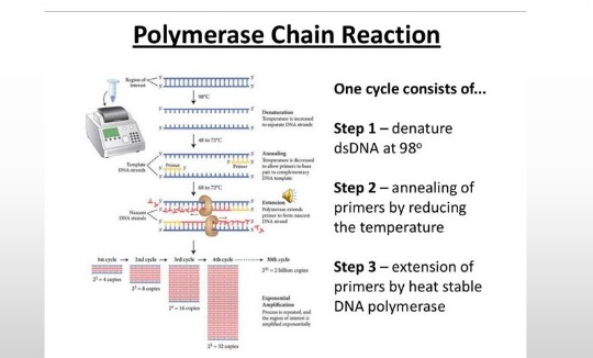 PCR-SSP分析实验