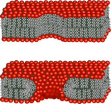 细胞生物学研究的新选择-RNA染料CP