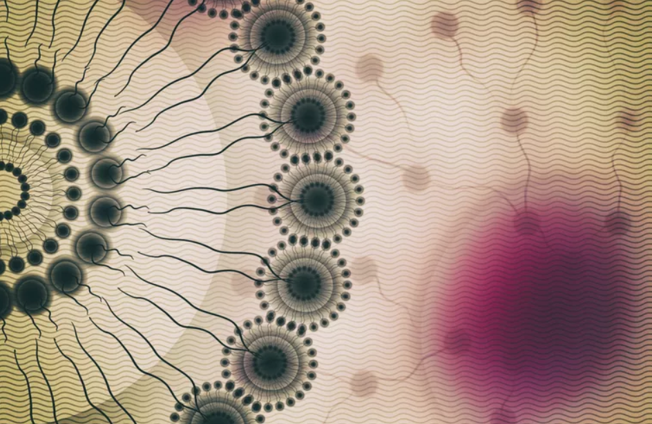 两亲分子是什么,定义,属性和功能