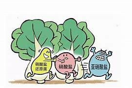 亚硝酸盐和硝酸盐的简介与区别