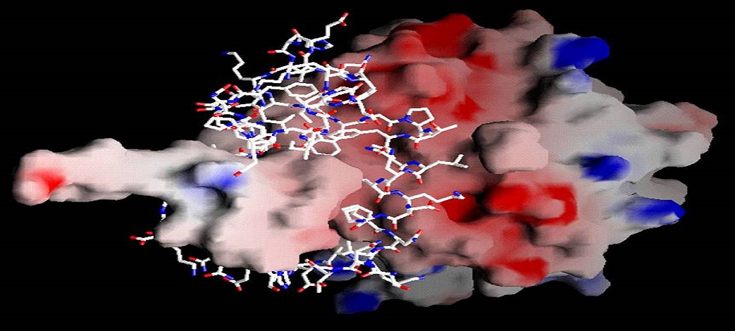 分子生物学试剂（简介,概念,常用试剂）