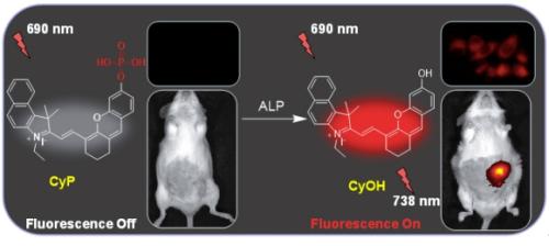 您生物学研究的心动之选-------沉淀型碱性磷酸酶荧光探针HTPQA