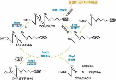 噬菌体培养方法(液体培养法,双层琼脂培养方法,琼脂表面培养方法)
