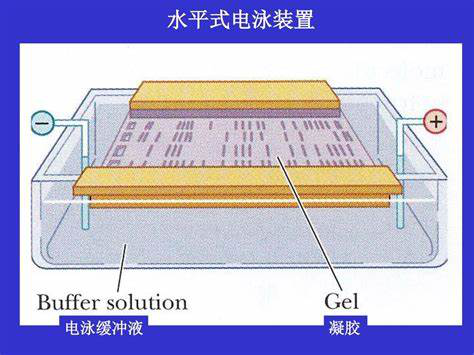 聚丙烯酰胺凝胶(PAGE胶电泳)电泳与银染方法