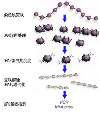 染色质免疫共沉淀技术（ChIP）