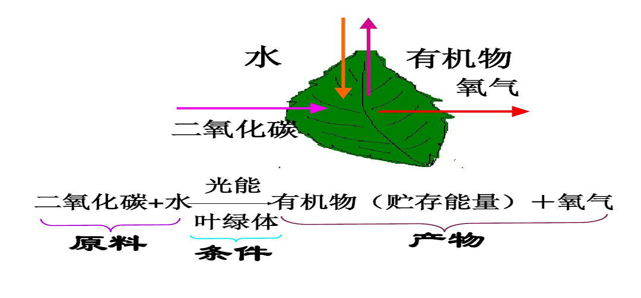 植物叶片的光合作用速率测定实验 （实验介绍,实验设备和试剂,实验步骤,实验计算结果）