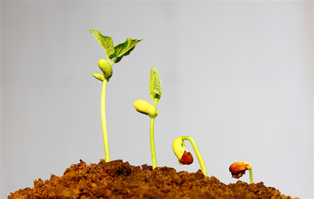 测量植物的呼吸速率(广口瓶法, 实验原理,实验仪器与试剂,实验步骤)