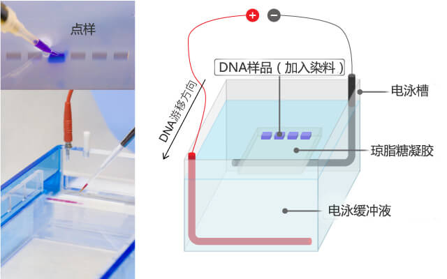 琼脂糖凝胶电泳常见问题与解决办法