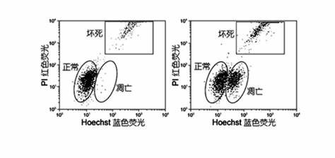 碘化丙啶原理及染色方法