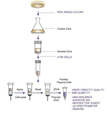 碱裂解法提取质粒DNA