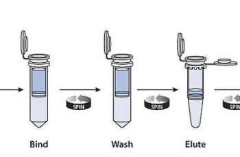 琼脂糖凝胶回收DNA的常用方法
