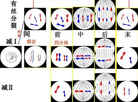 细胞生长与分裂：有丝分裂和减数分裂介绍