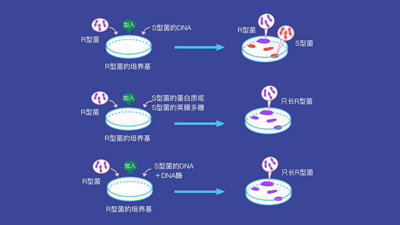 细菌转化实验（原理,方法,材料,步骤）