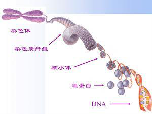 蛋白质与DNA相互作用实验