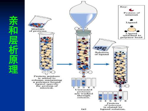 蛋白质亲和层析系列产品