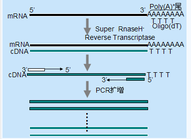 逆转录PCR实验