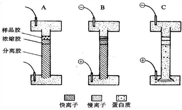 非变性聚丙烯酰胺凝胶电泳(实验简介,工作液准备,实验方法,实验操作,实验问答)